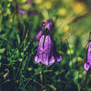 Purple Campanula Scheuchzeri Poster