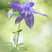 Purple Columbine Flower Poster