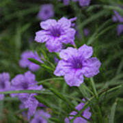 Purple Flowers Poster