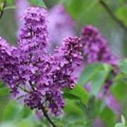 Purple Lilacs In June Poster