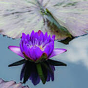 Purple Lotus Flower Poster