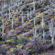 Purple Owls Clover With Saguaro Cactus Hillside Poster