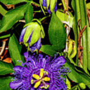 Purple Passionflower Poster