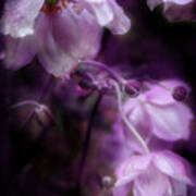Purple Perennial Flowers Poster