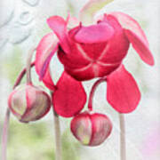 Purple Pitcher Plant Bowing In Sympathy Poster