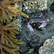Purple Shore Crab In Sitka Poster