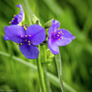 Purple Wildflower Poster