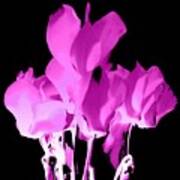 Purpleiscious Cyclamen  -  For Janet  Marie Poster