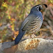 Quail On The Rocks Poster