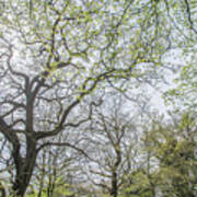 Queen's Wood Trees Spring 3 Poster