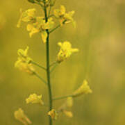 Rapeseed Flowers Poster