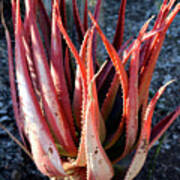 Red Aloe Plant Poster