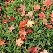 Red And Orange Maple Leaves On Cedar Bushes Poster