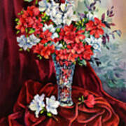 Red And White Azaleas Poster