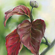 Red Autumn Dogwood Leaves With Bud Poster