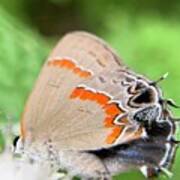 Red-banded Hairstreak Poster