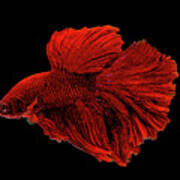 Red Betta Splendens - Siamese Fighting Fish Poster
