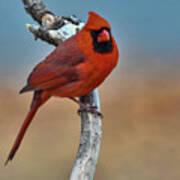 Red Bird Poster