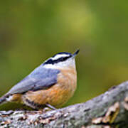 Red Breasted Nuthatch Poster