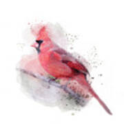 Red Cardinal Watercolor Poster