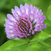 Red Clover Poster