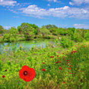 Red Corn Poppies At Blanco River State Park Poster