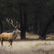 Red Deer In The Rain. Poster