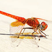 Red Dragonfly 04 Poster