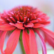 Red Echinacea Poster