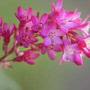Red-flowering Currant In Spring Sunlight Poster
