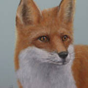 Red Fox Poster