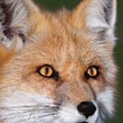 Red Fox Portrait Wildlife Rescue Poster
