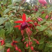 Red Fuchsias In Surrey Poster