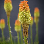 Red Hot Poker Poster
