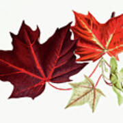 Red Maple Leaves Poster