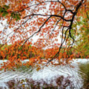 Red Maple Trees At The Lake Indian Boundary Poster