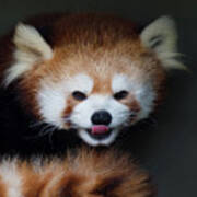 Red Panda Tongue Out Poster