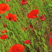 Red Poppies, Vertical Panorama Poster