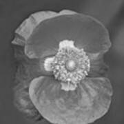 Red Poppy 2021-1 Black And White Poster