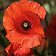 Red Poppy Flower In Bloom Poster