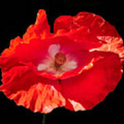 Red Poppy Number 5 Poster