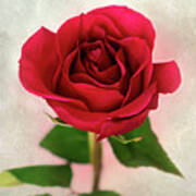 Red Rose Single Stem Print Poster