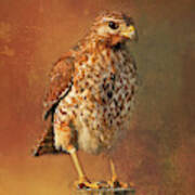 Red-shouldered Hawk Portrait Poster
