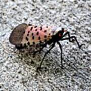 Red Spotted Lanternfly Closeup Poster