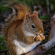 Red Squirrel Eating Sunflower Seeds Poster