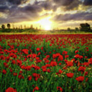 Field Of Poppies At Sunrise Poster