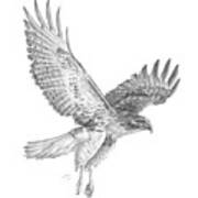 Red Tailed Hawk In Flight Poster