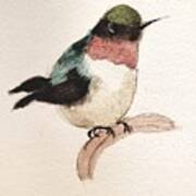 Red-throated Hummingbird Poster