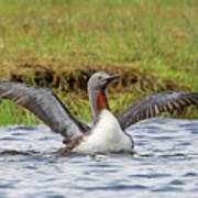 Red-throated Loon In Summer Poster