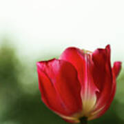 Red Tulip Poster